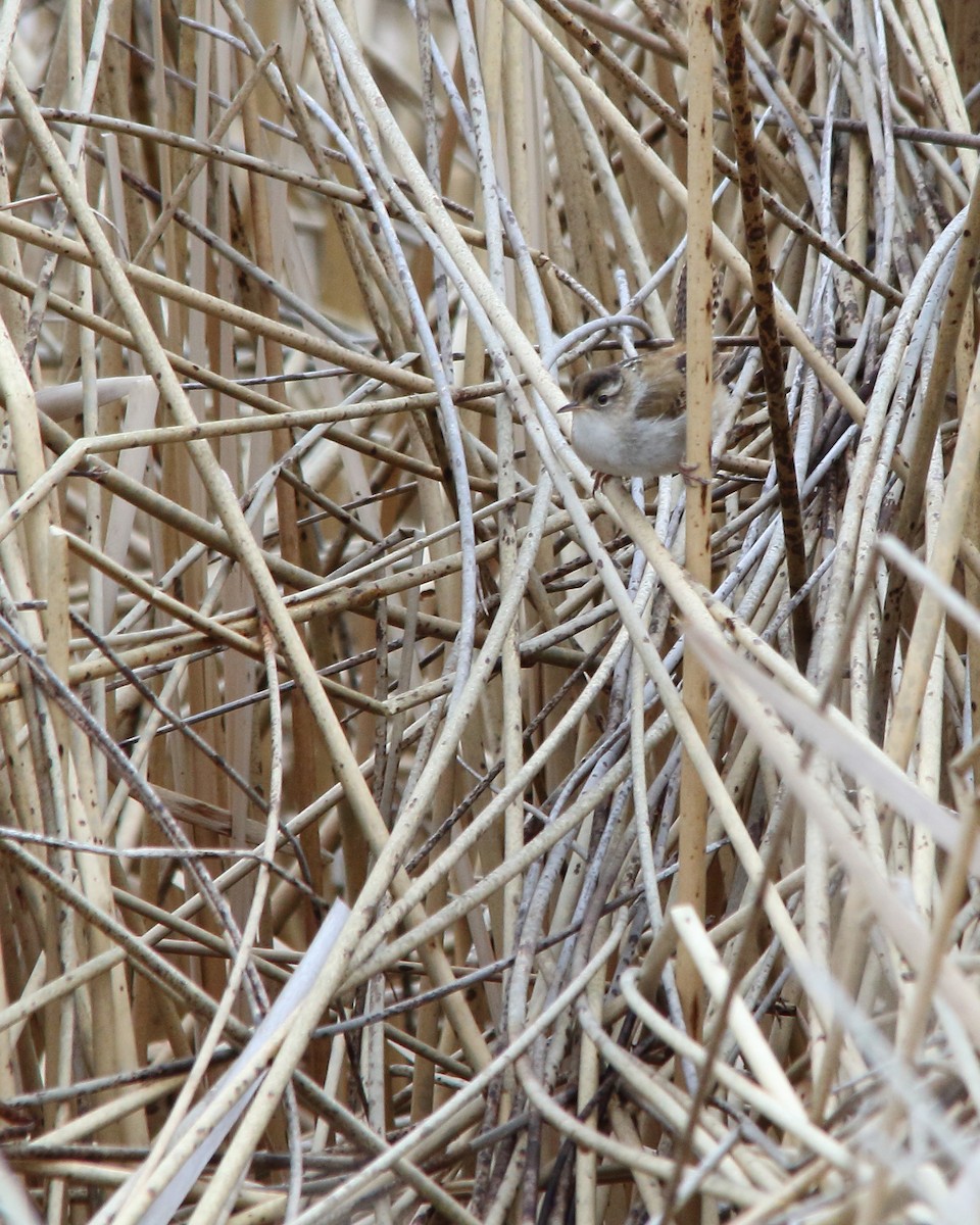 Marsh Wren - ML618743881