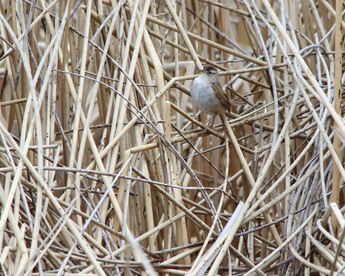 Marsh Wren - ML618743882