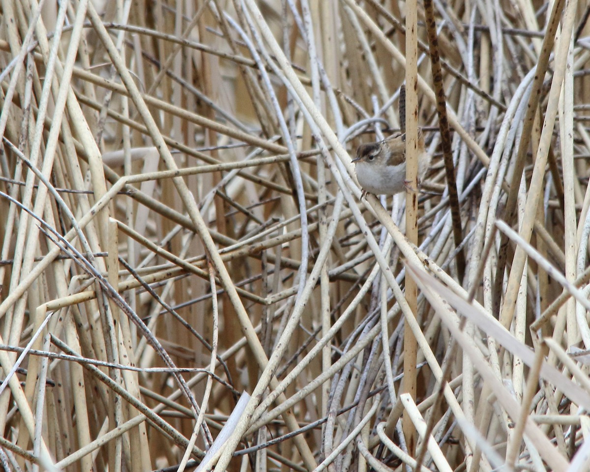 Marsh Wren - Cullen Clark