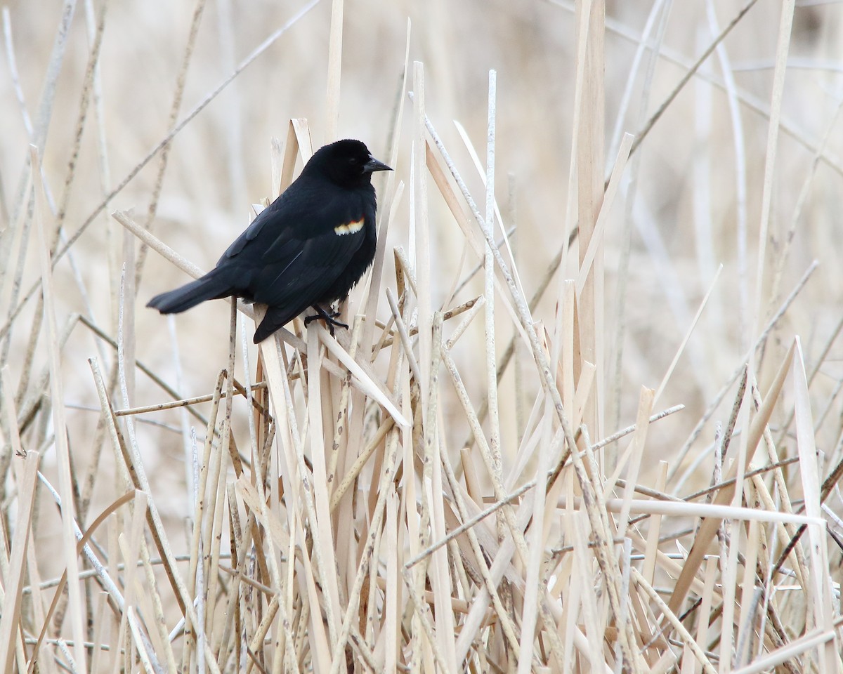 Red-winged Blackbird - ML618743888