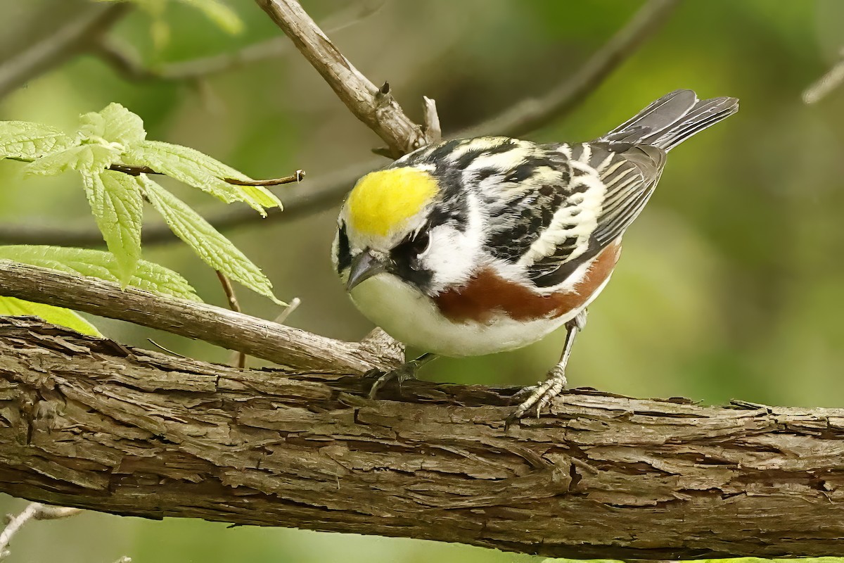 Chestnut-sided Warbler - ML618743900