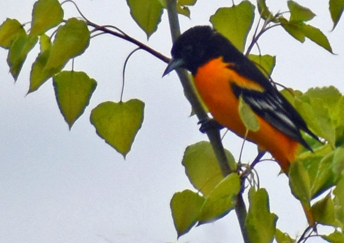 Baltimore Oriole - ML618743909