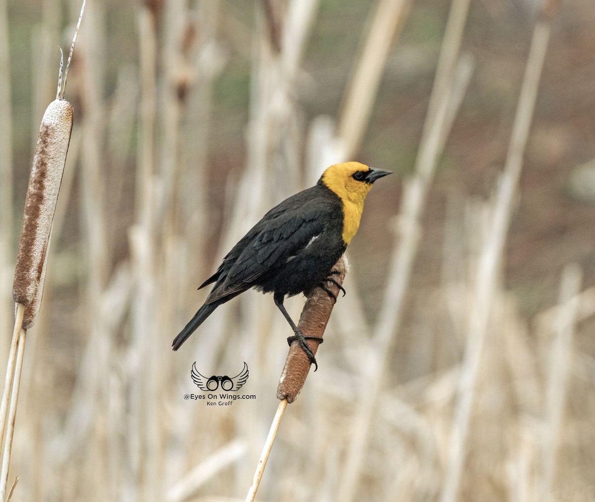 Red-winged Blackbird - ML618743918