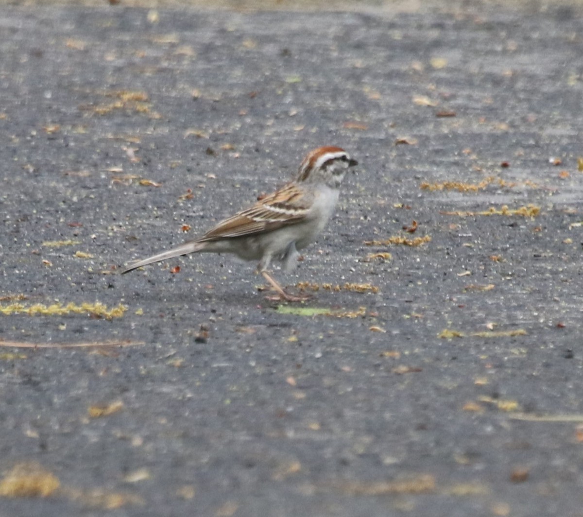 Chipping Sparrow - ML618743922