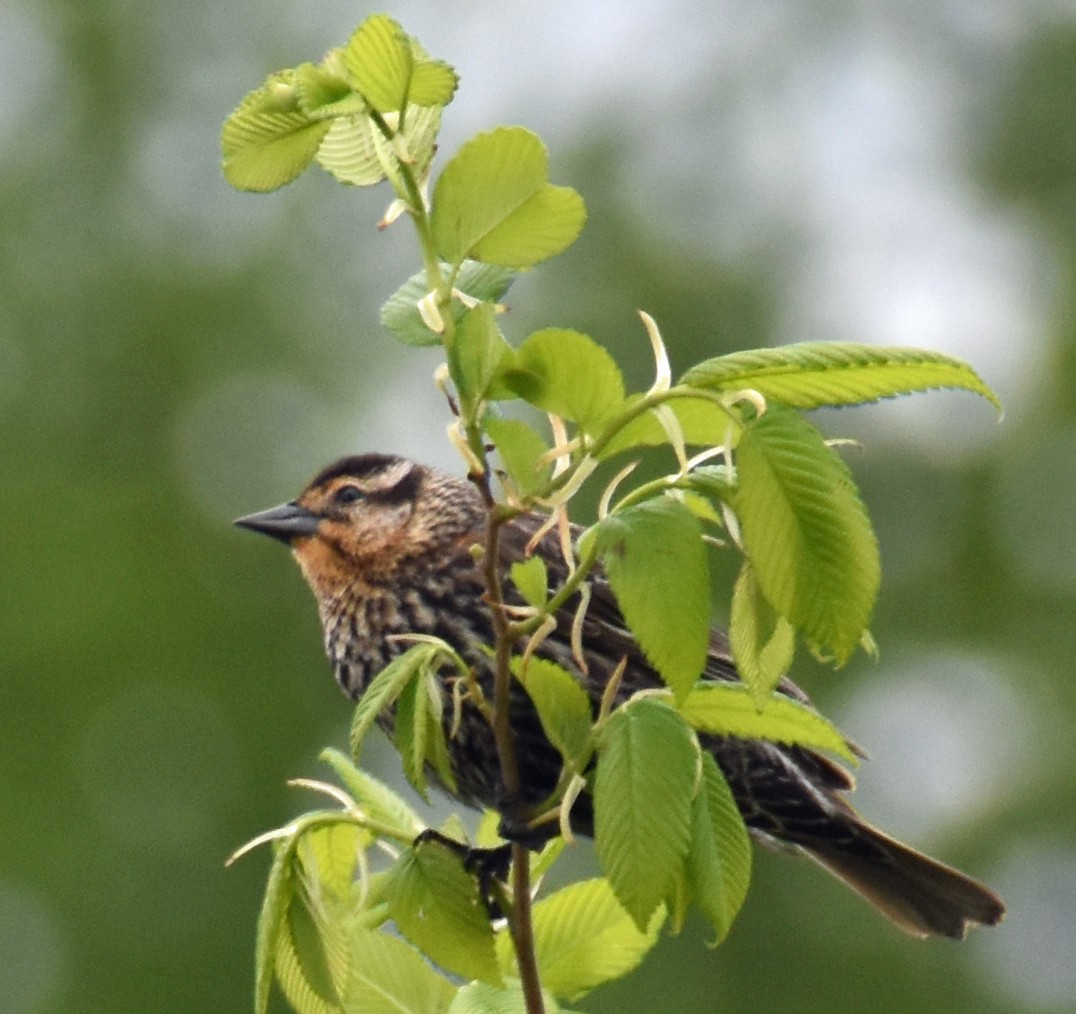 Red-winged Blackbird - ML618743930