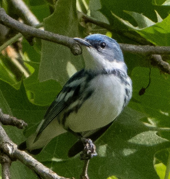 Cerulean Warbler - ML618743934