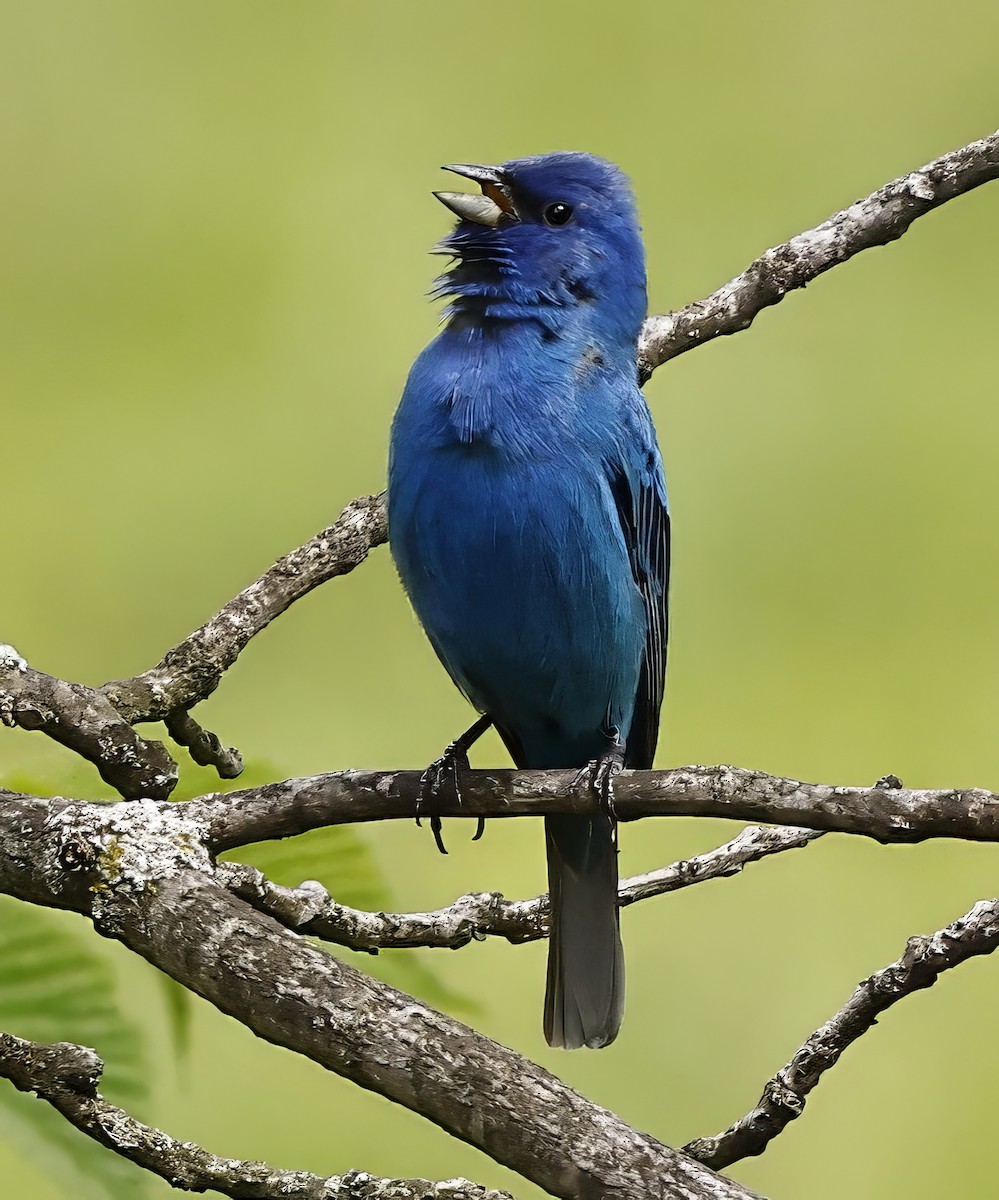 Indigo Bunting - ML618743949