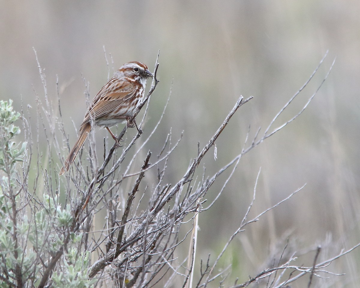 Song Sparrow - ML618743955