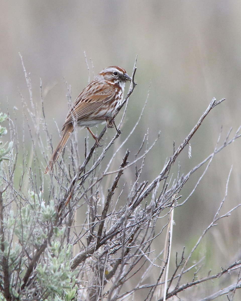 Song Sparrow - ML618743959