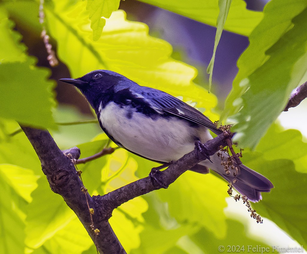 Black-throated Blue Warbler - ML618743974