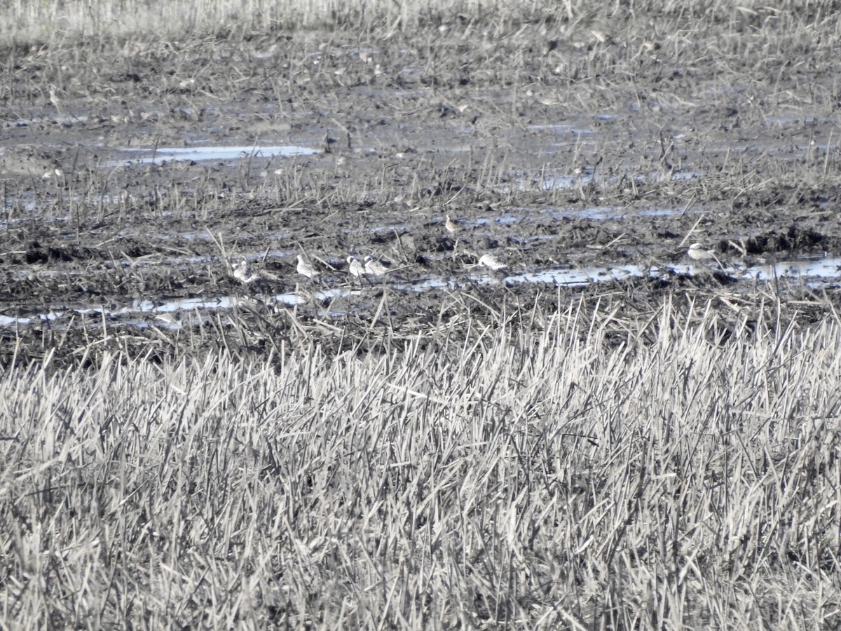 Black-bellied Plover - ML618743987