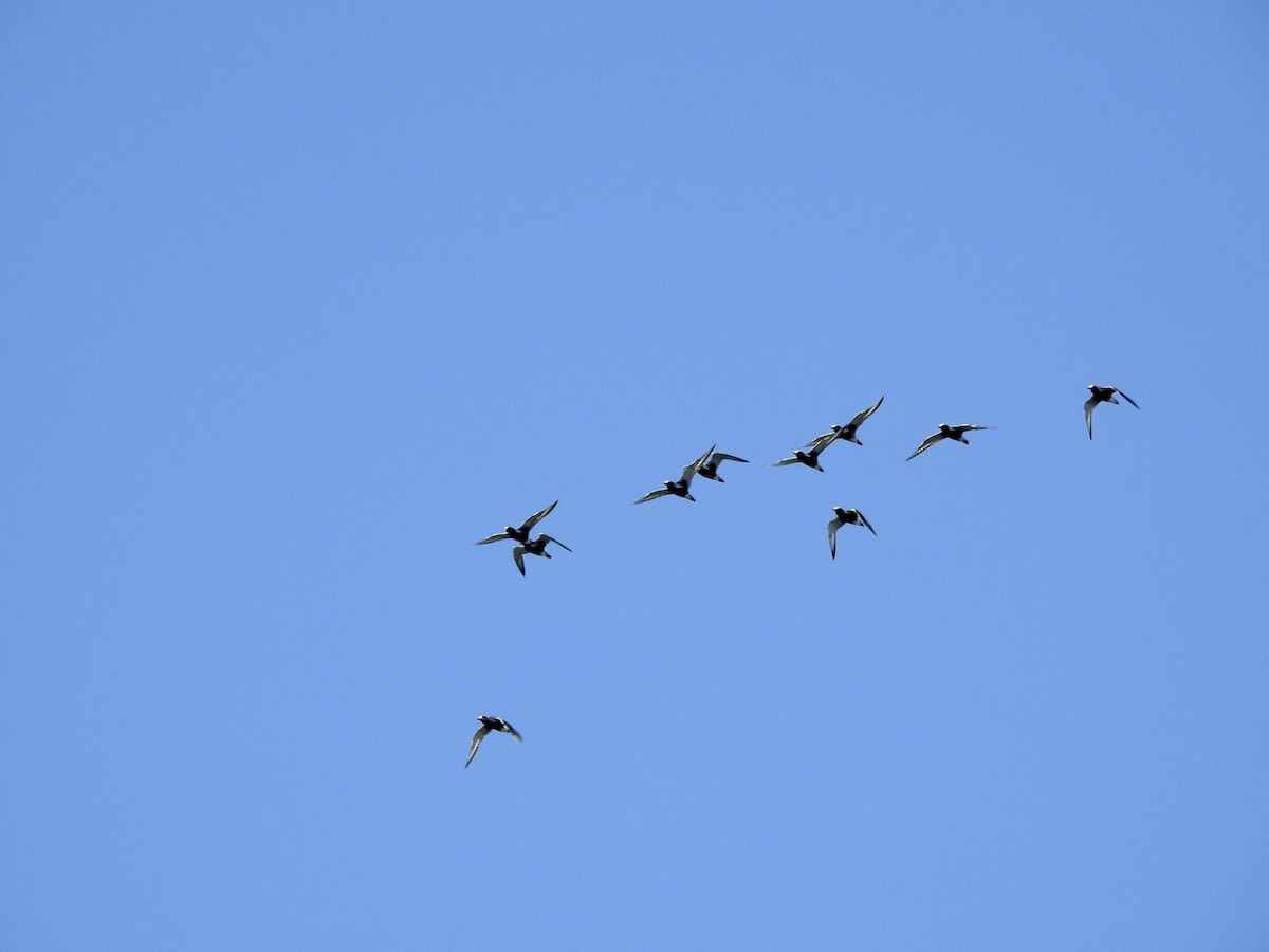 Black-bellied Plover - ML618743988