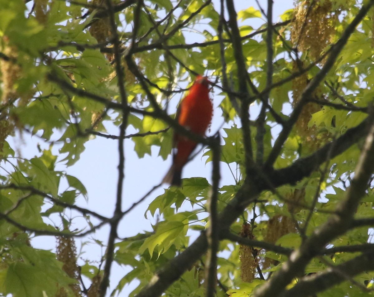 Scarlet Tanager - ML618743992