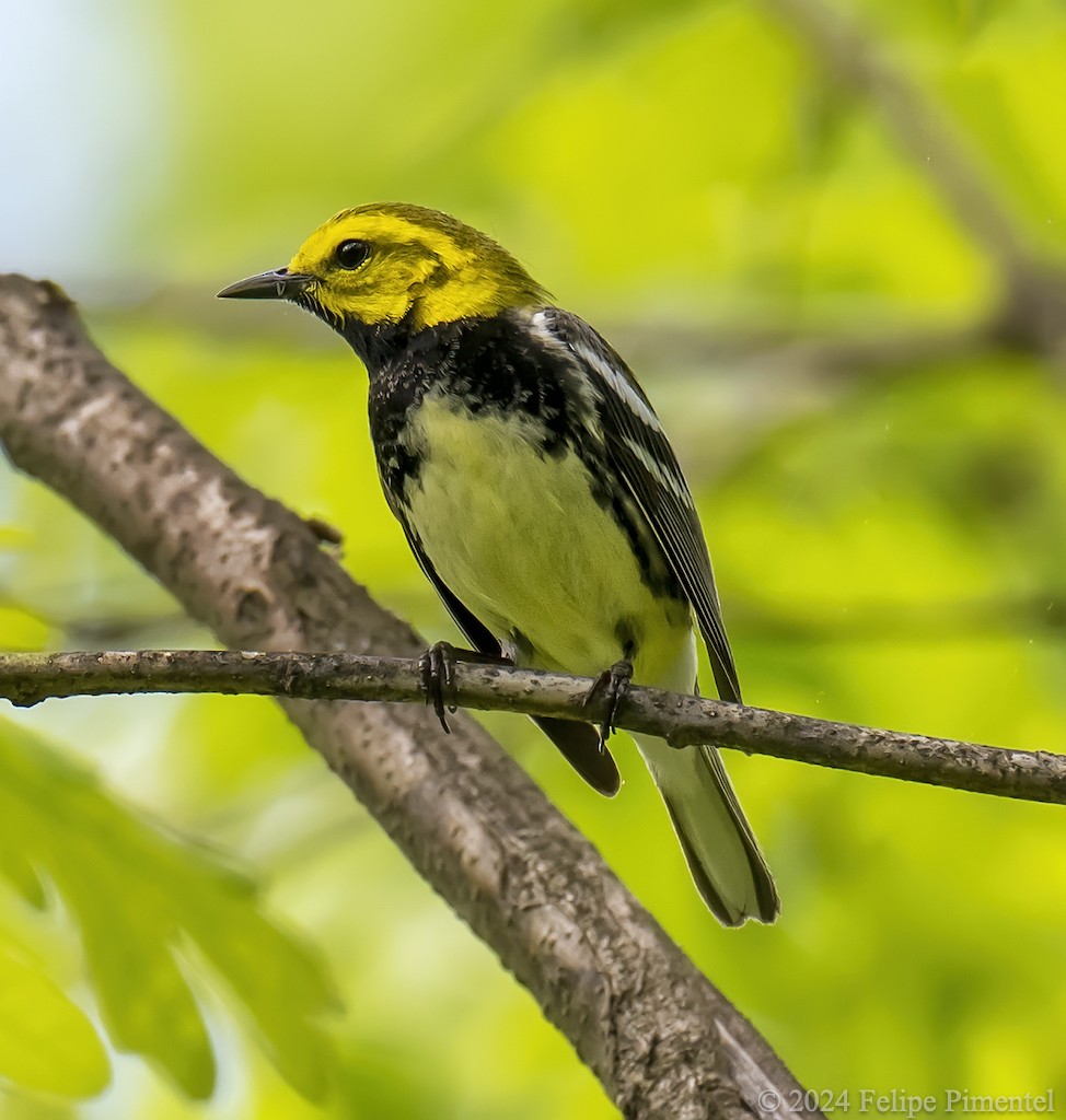 Black-throated Green Warbler - ML618743998