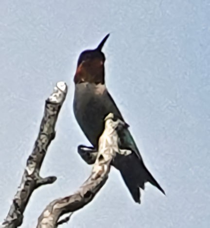 Ruby-throated Hummingbird - ML618744000