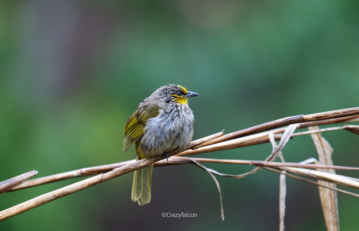 Stripe-throated Bulbul - ML618744062