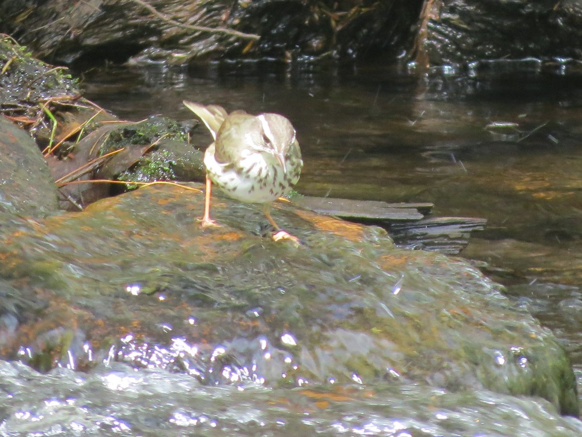 Louisiana Waterthrush - ML618744063