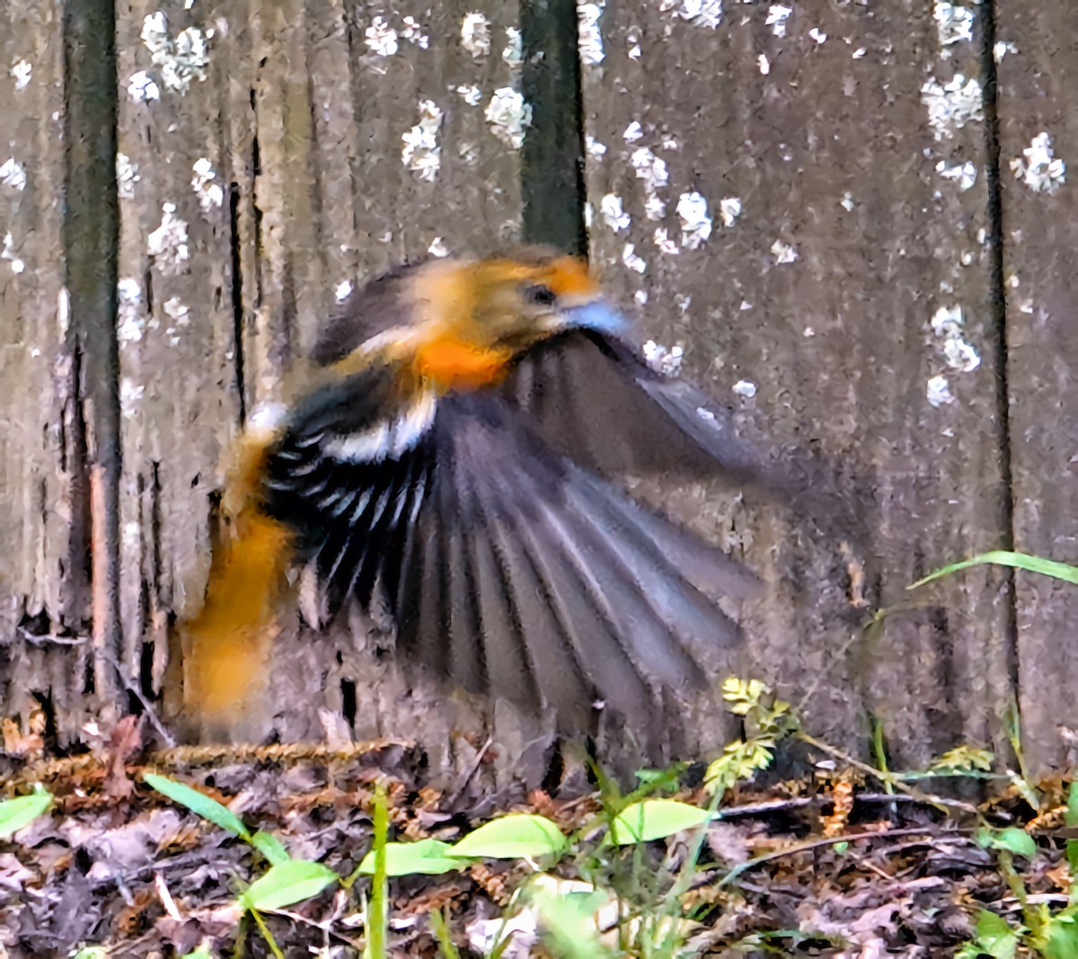 Baltimore Oriole - Doug Wassmer