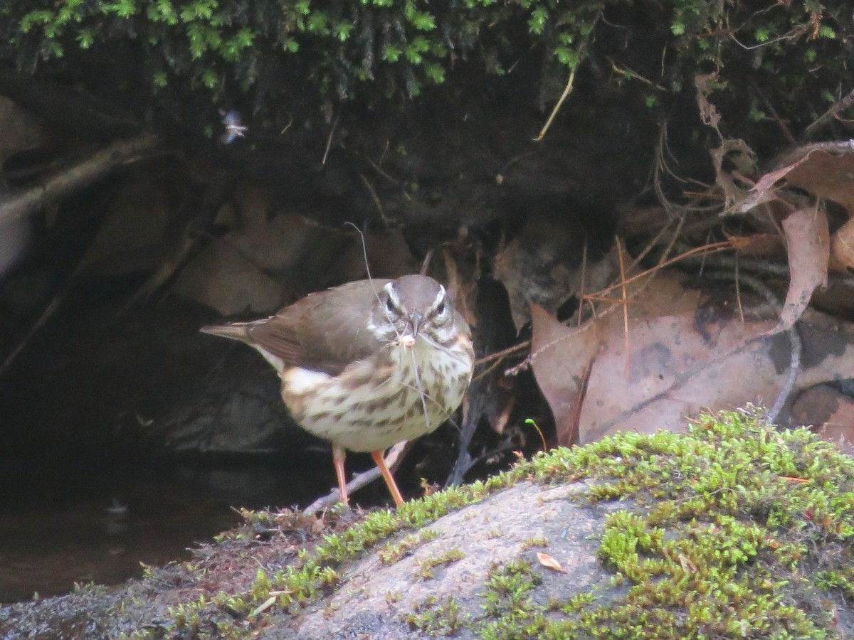 Louisiana Waterthrush - ML618744093