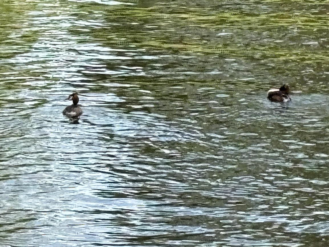 Great Crested Grebe - ML618744105