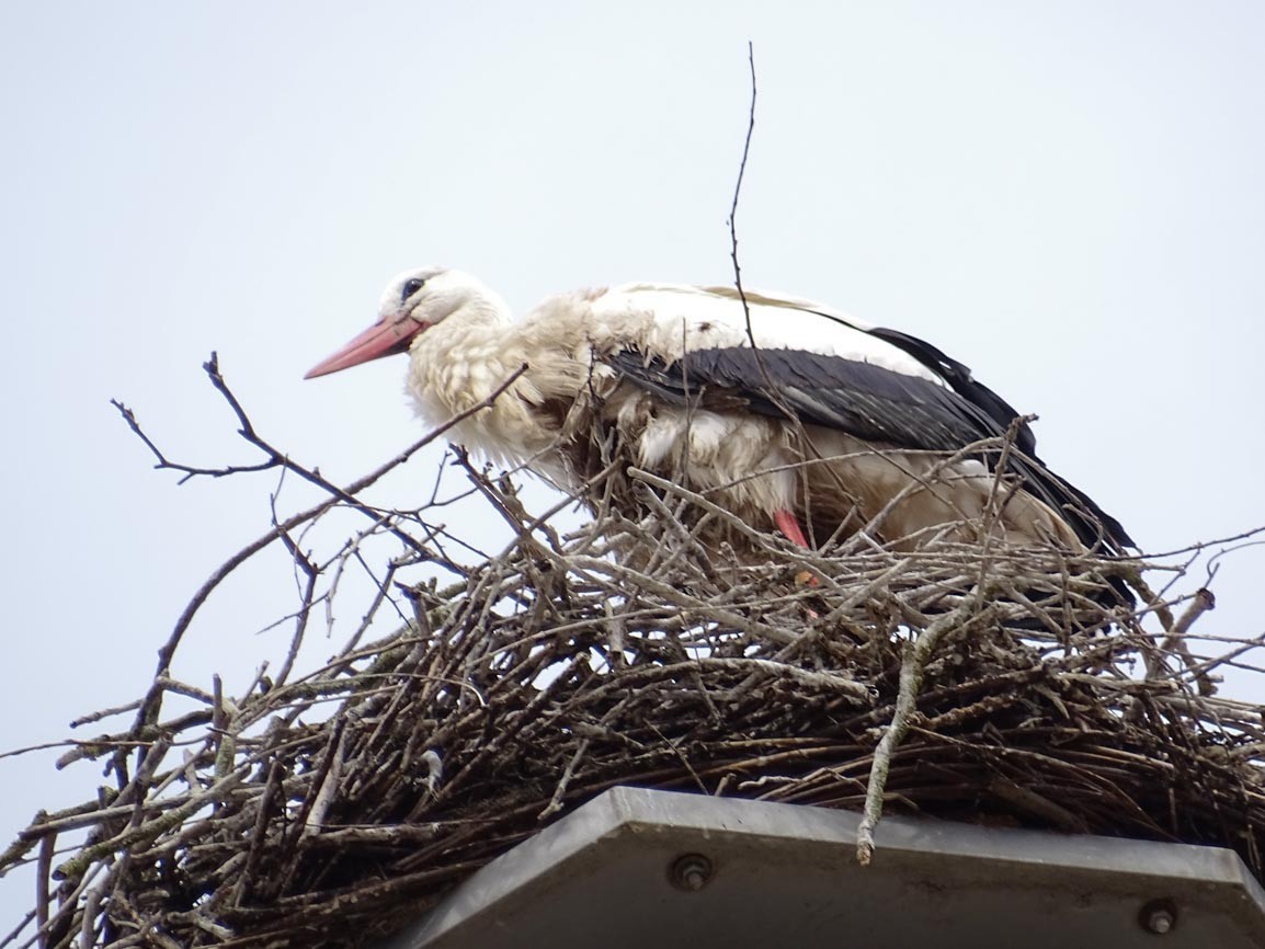 White Stork - ML618744127