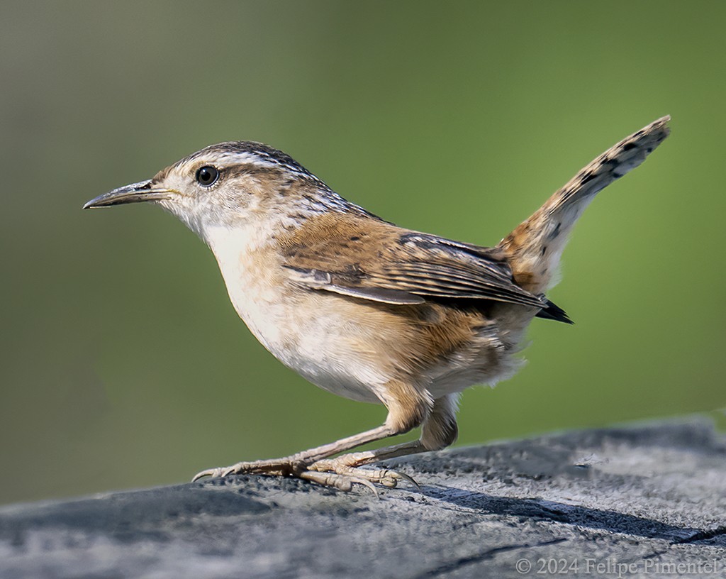 Marsh Wren - ML618744135