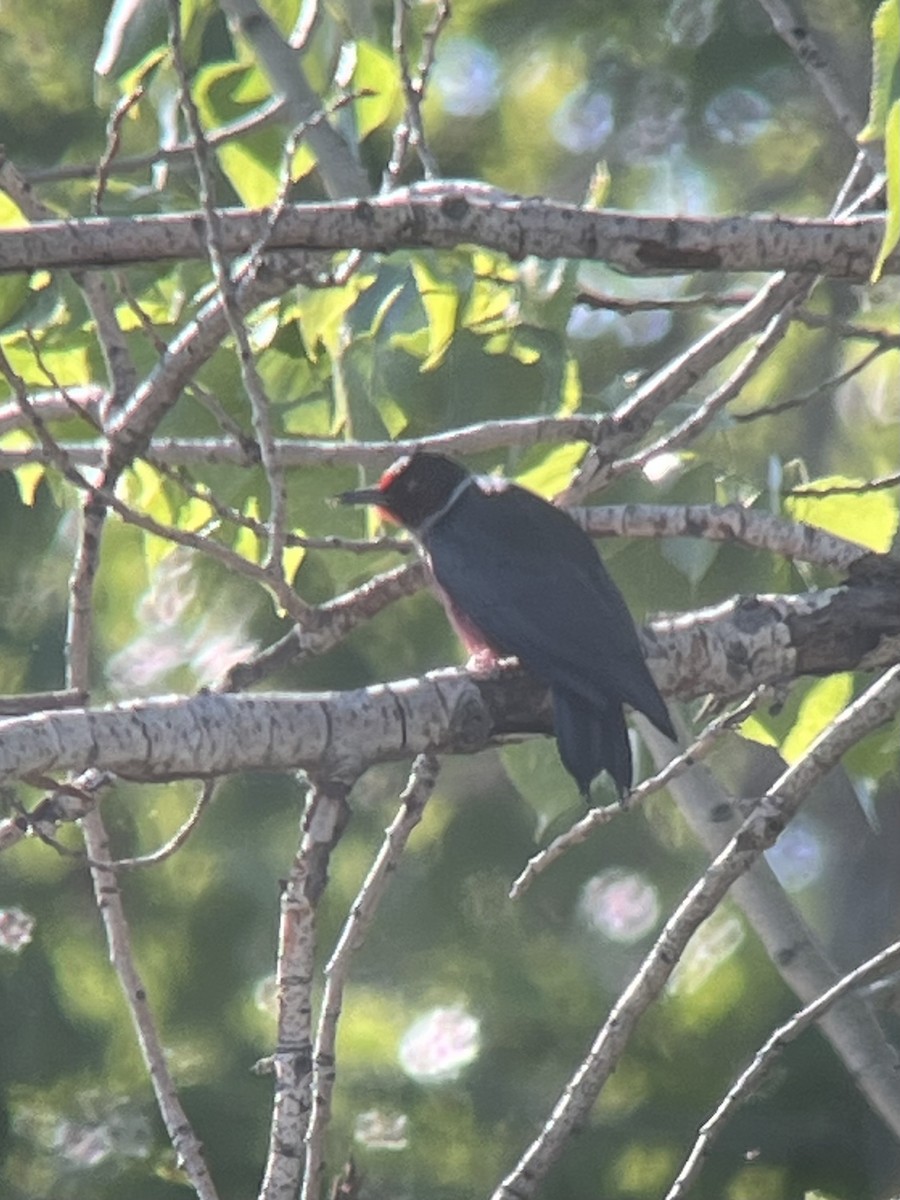 Lewis's Woodpecker - Pam Cahn