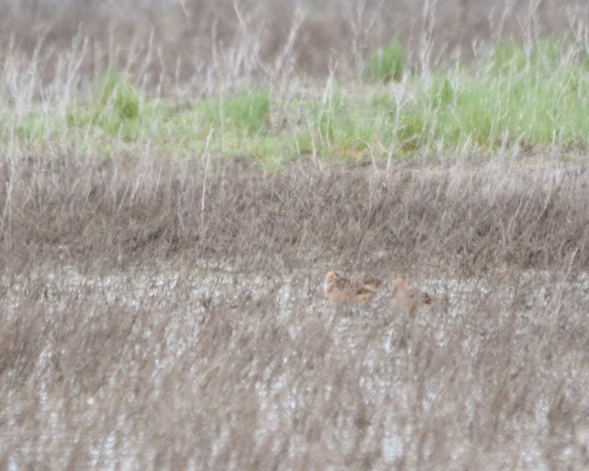 Long-billed Dowitcher - ML618744176