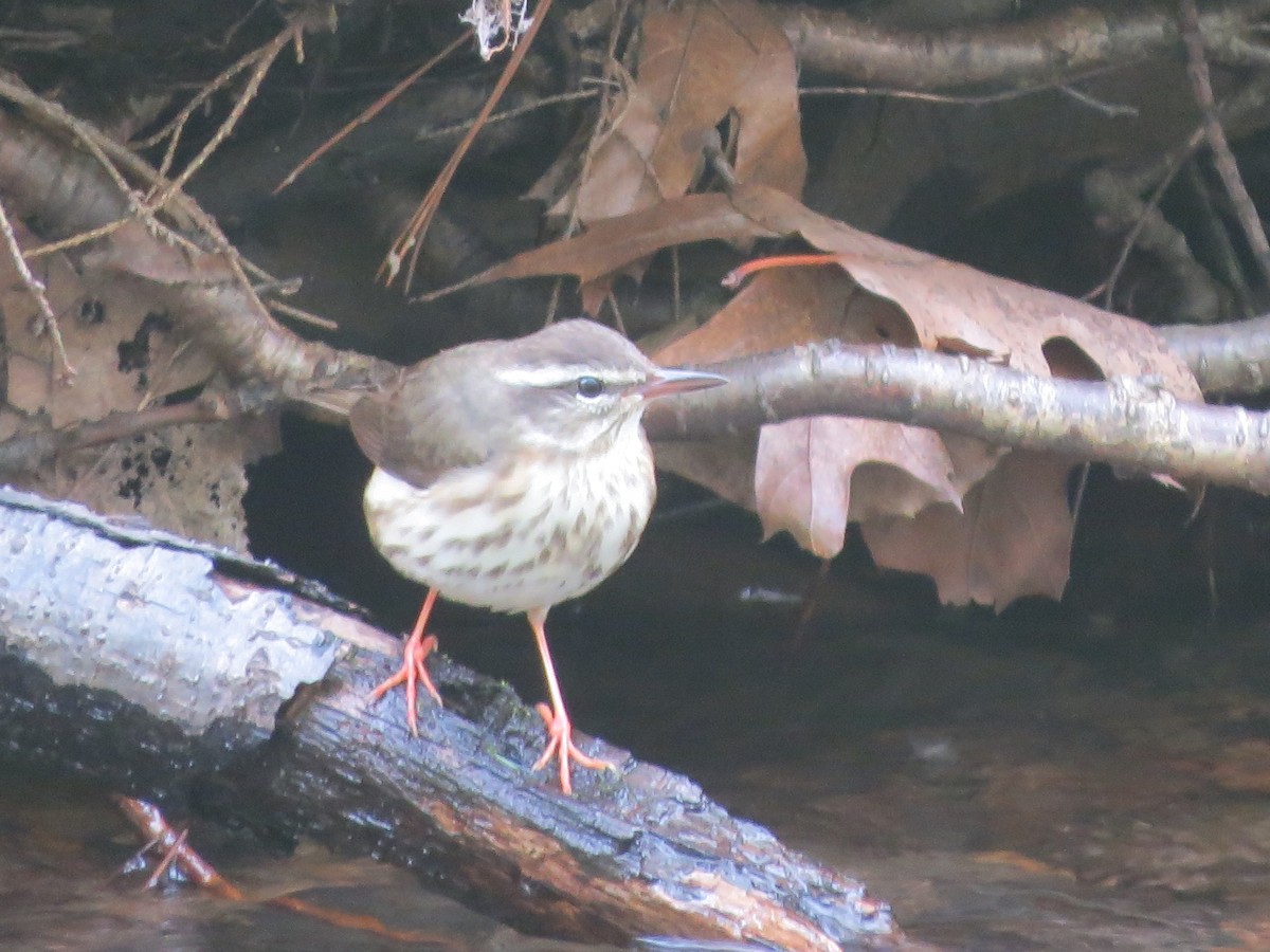 Louisiana Waterthrush - ML618744181