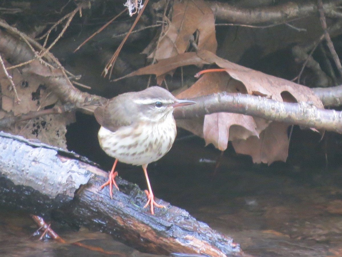 Louisiana Waterthrush - Chris Floyd