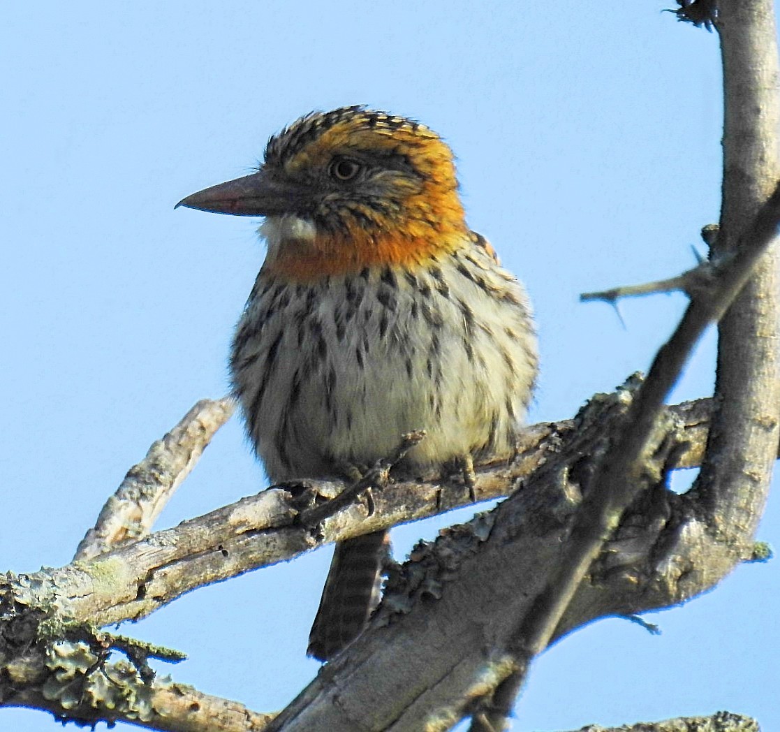 Spot-backed Puffbird - Daniel Lescano