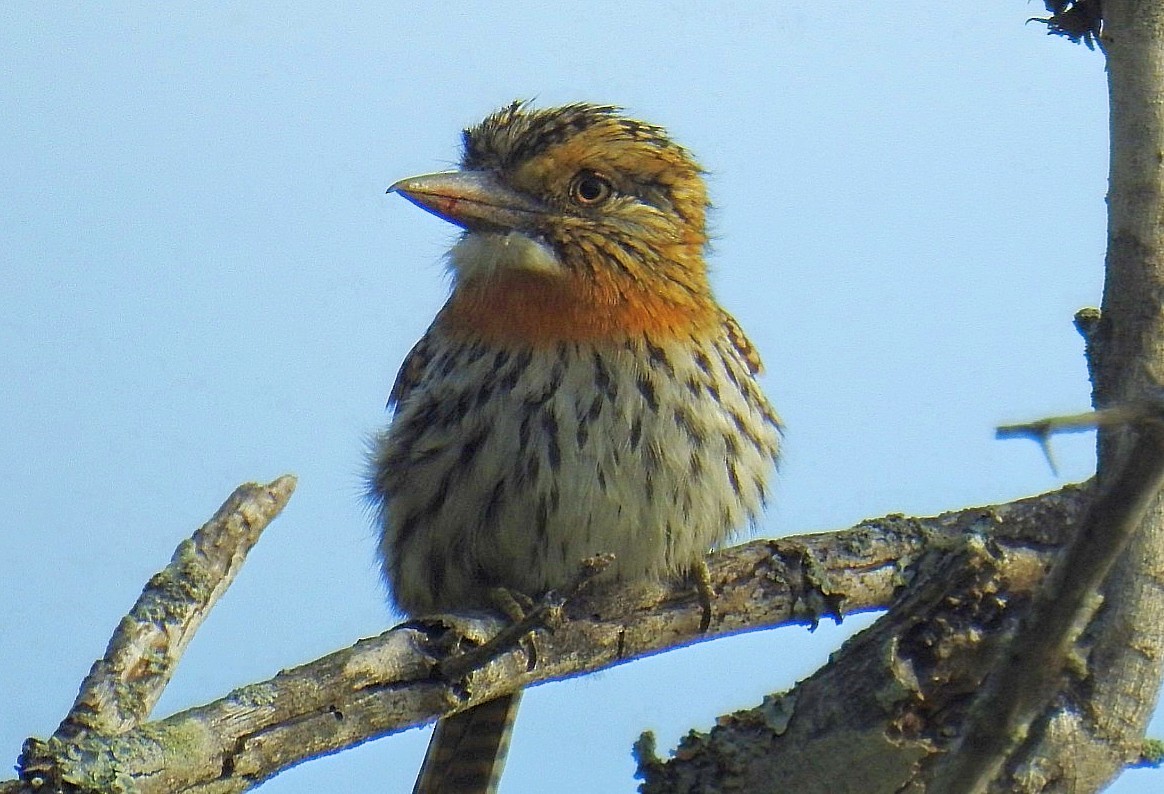 Spot-backed Puffbird - Daniel Lescano