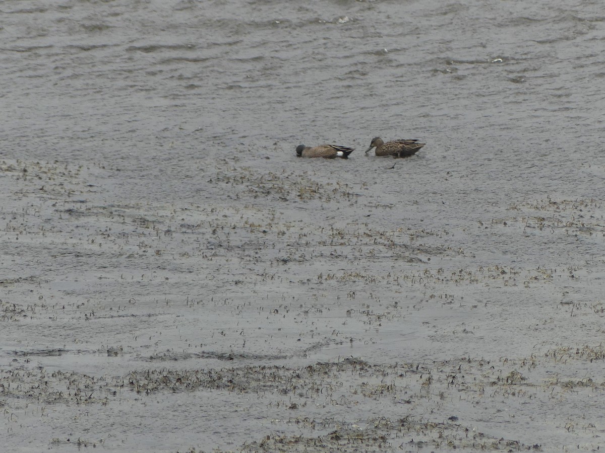 Blue-winged Teal - Gus van Vliet