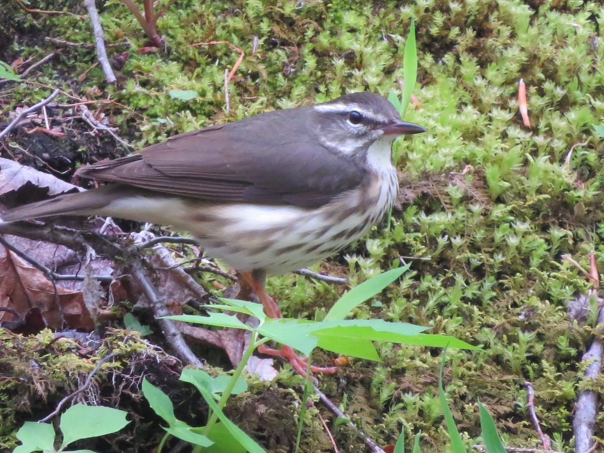 Louisiana Waterthrush - ML618744249