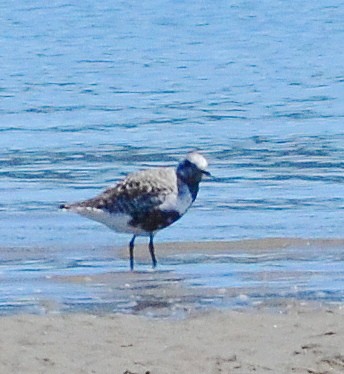 Black-bellied Plover - ML618744266