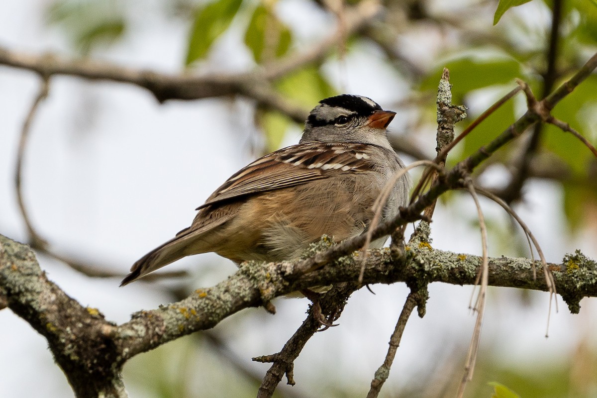 White-crowned Sparrow - ML618744288