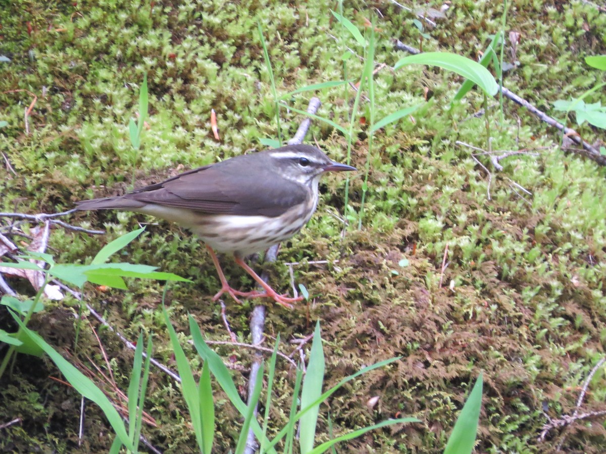 Louisiana Waterthrush - ML618744333