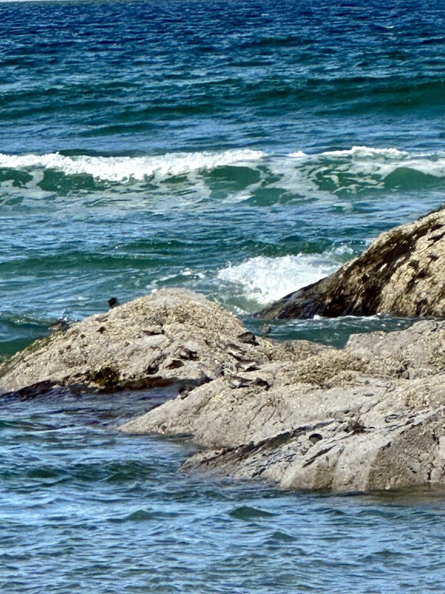 Purple Sandpiper - Cat Graydon