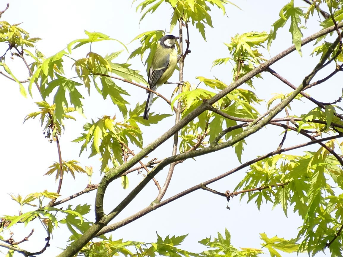 Great Tit - dan davis