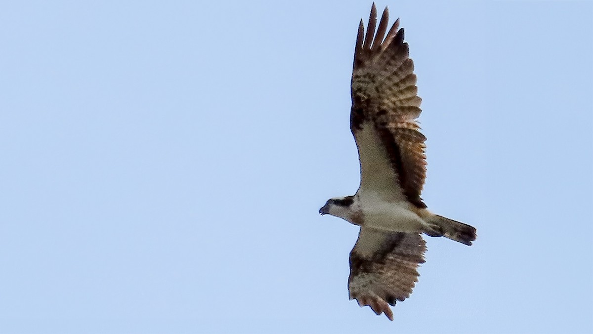 Águila Pescadora - ML618744419