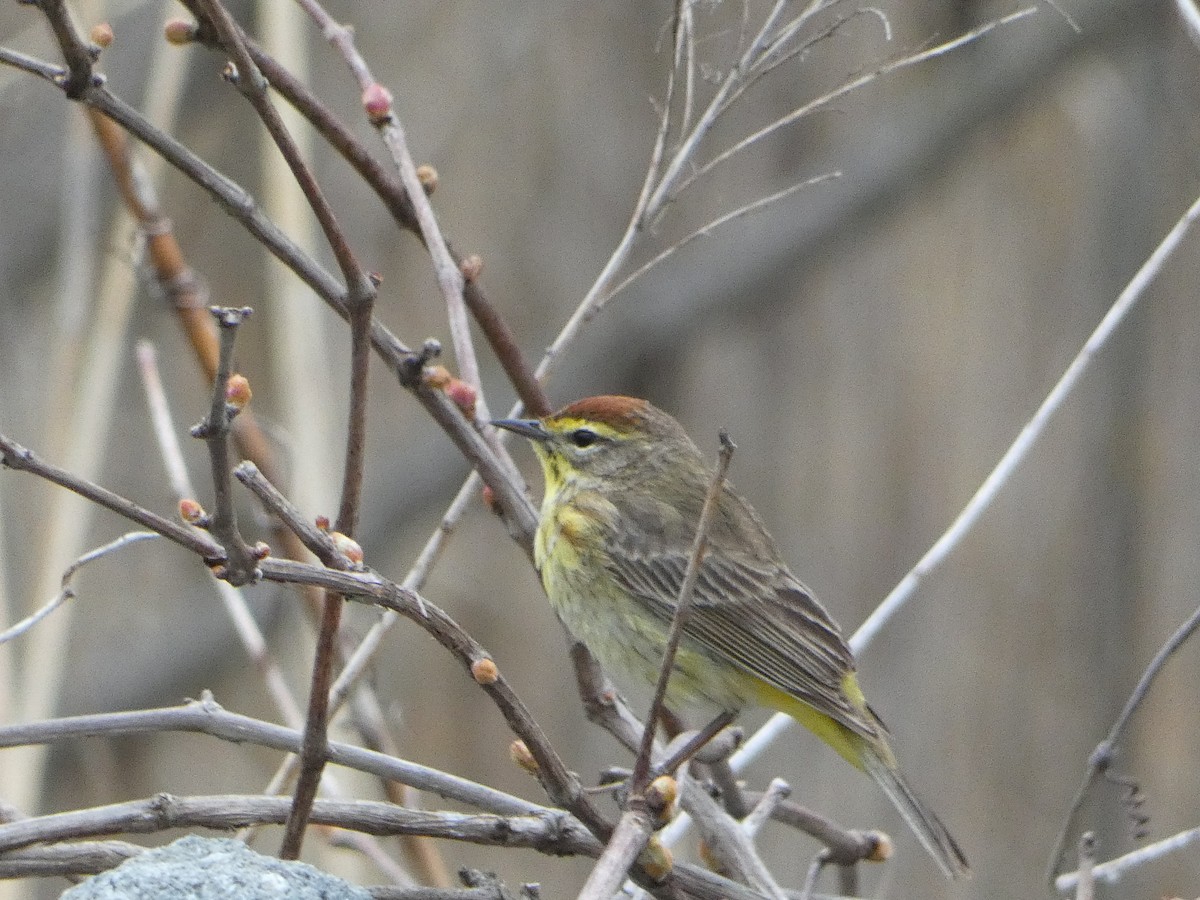 Palm Warbler - ML618744572