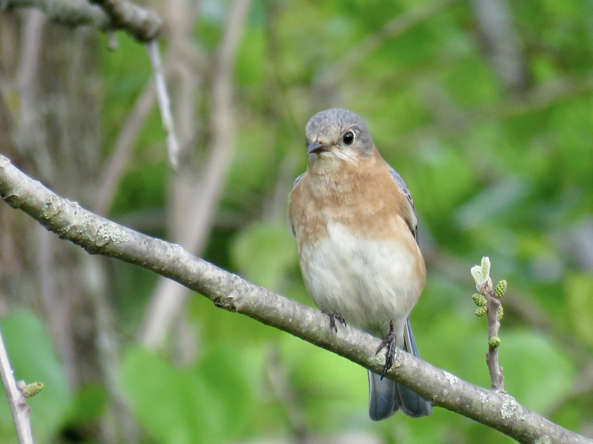 Eastern Bluebird - ML618744638