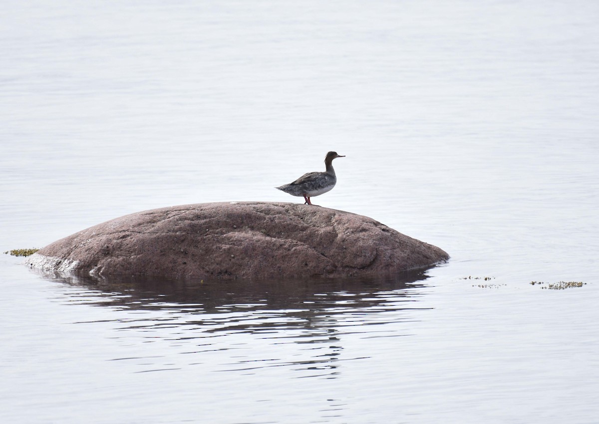 Red-breasted Merganser - ML618744671