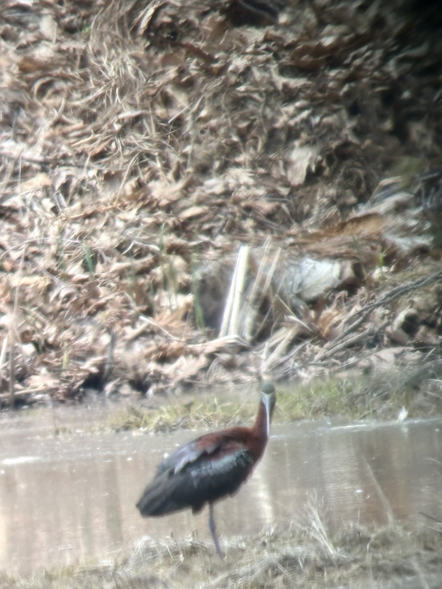 Glossy Ibis - Cat Graydon