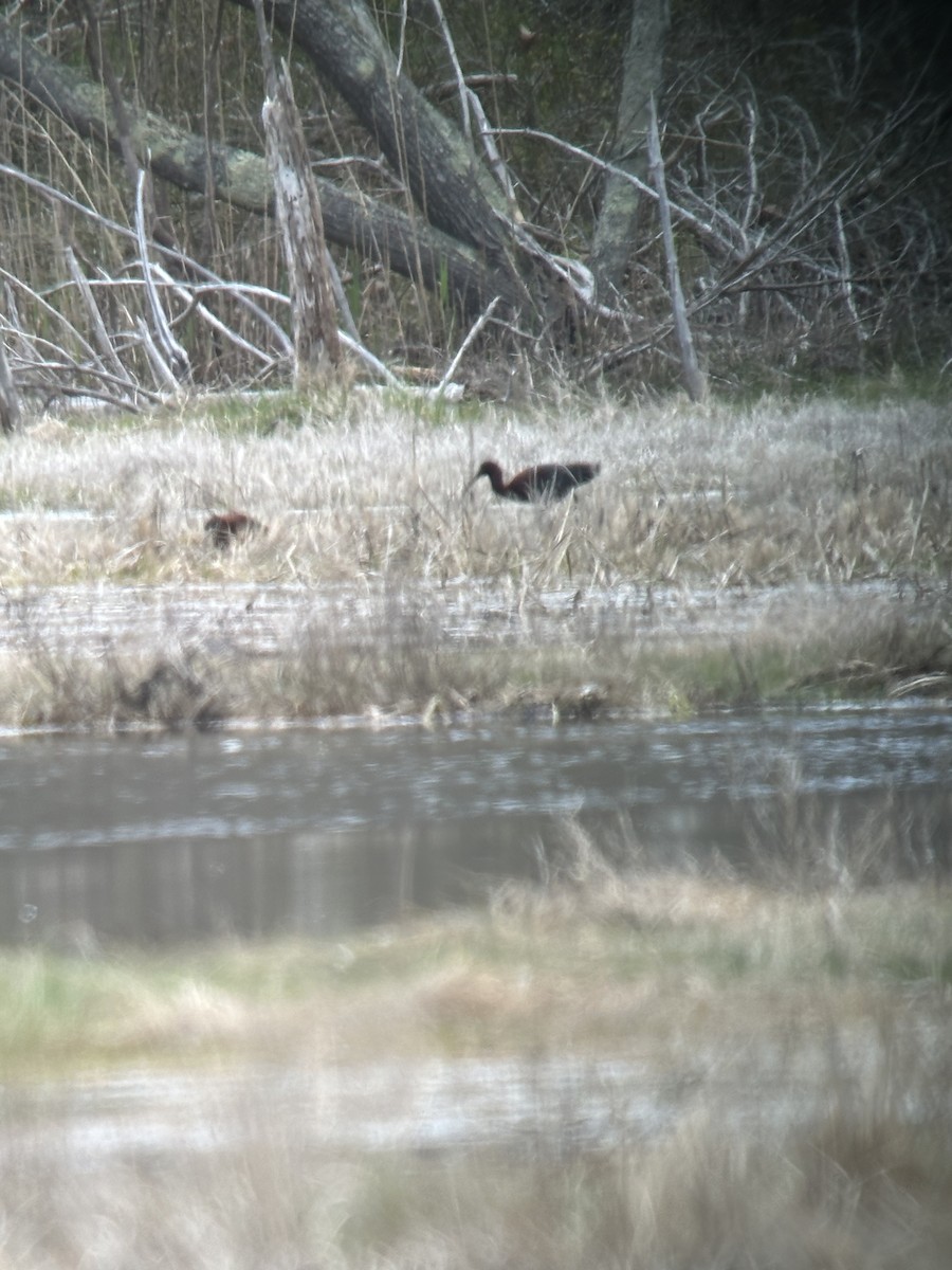 Glossy Ibis - ML618744675