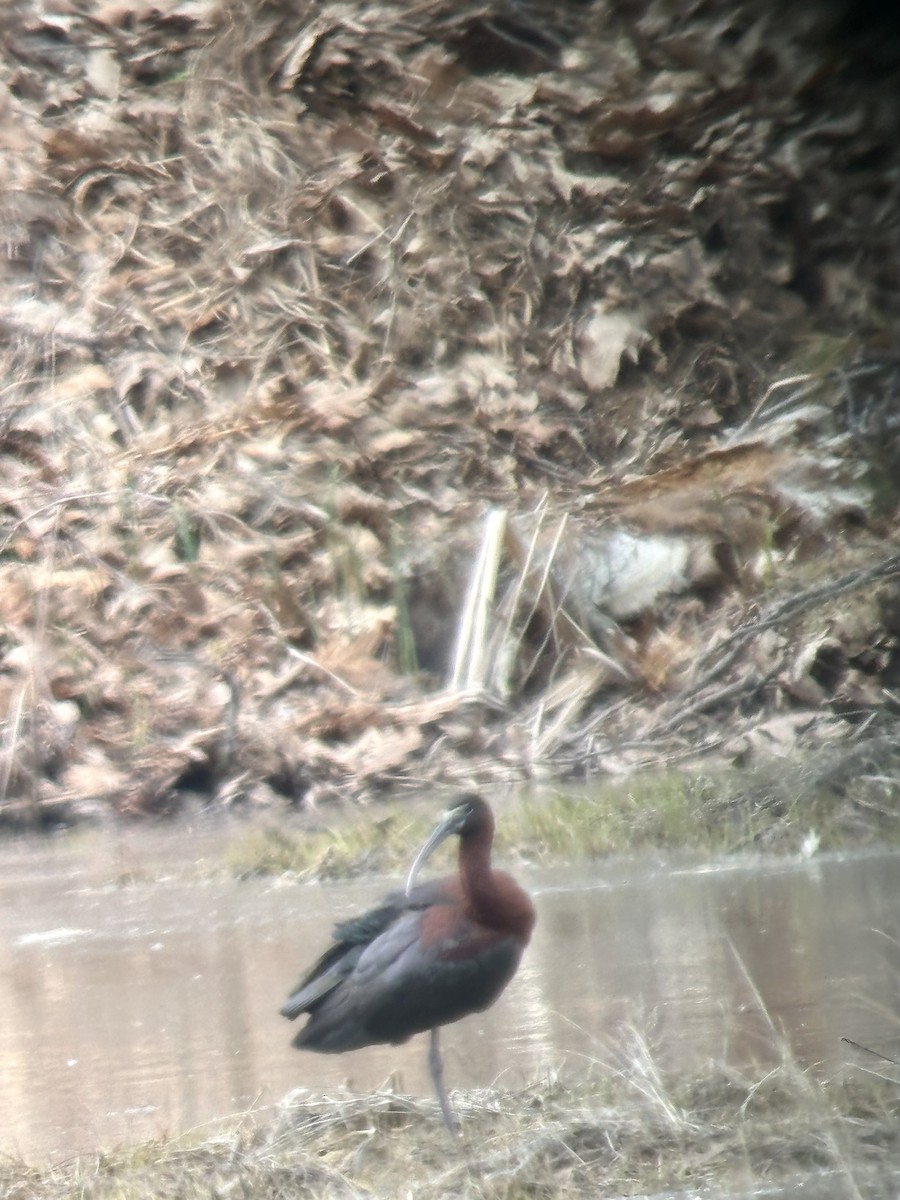 Glossy Ibis - ML618744676