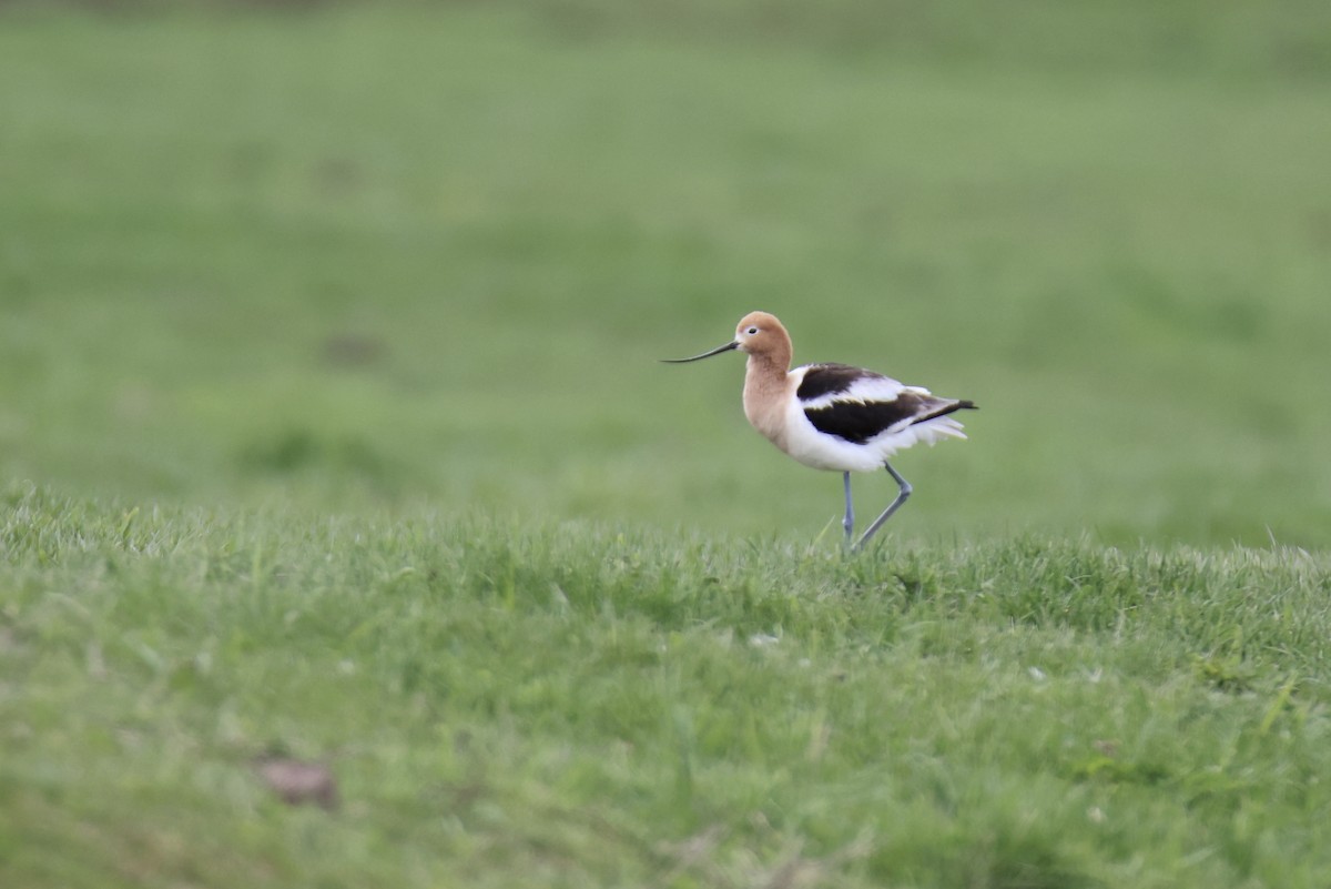 Avocette d'Amérique - ML618744731