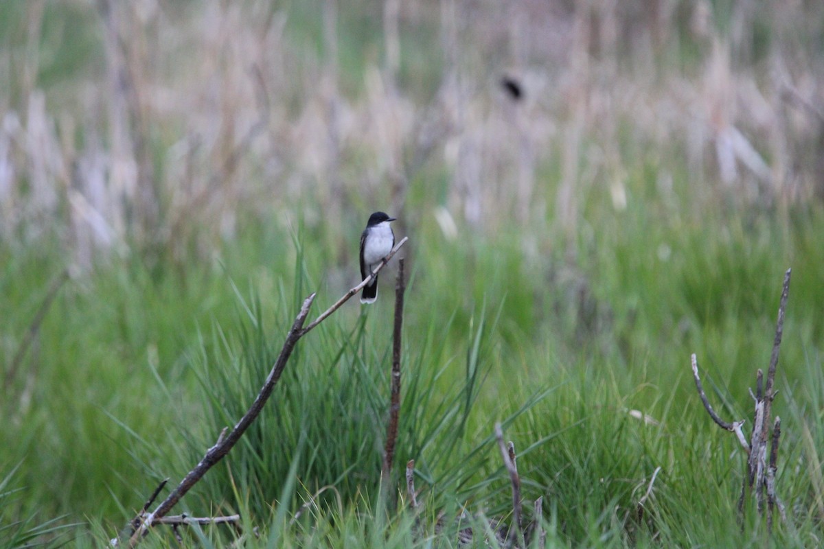 Eastern Kingbird - ML618744735