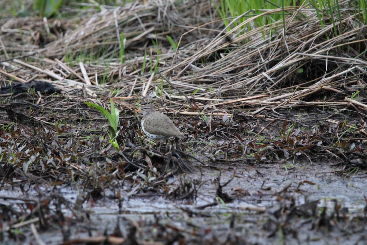 Spotted Sandpiper - Danny Castriotta