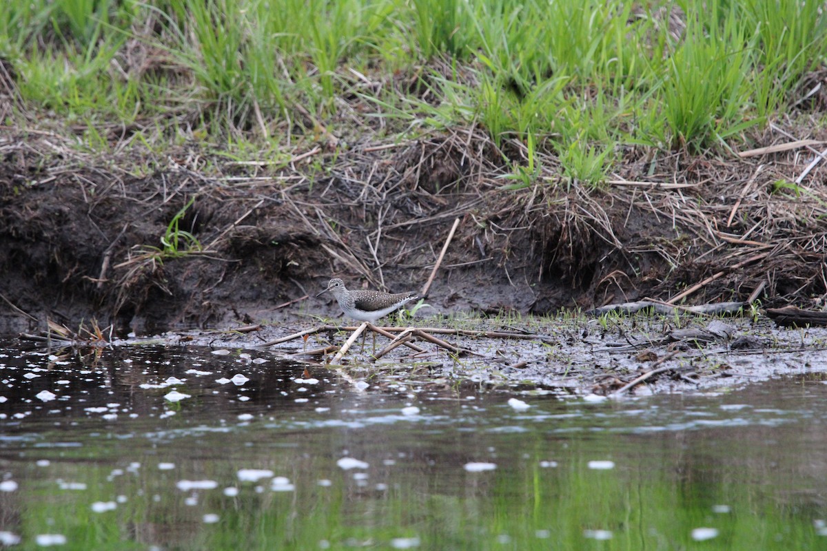 Solitary Sandpiper - Danny Castriotta